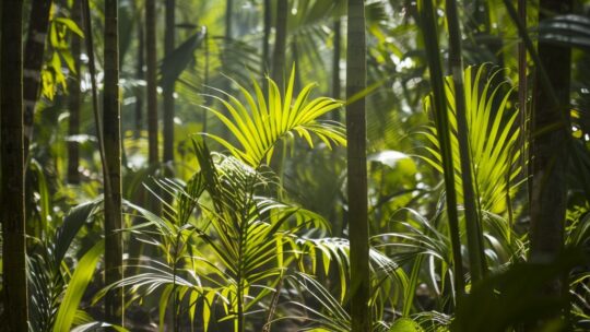 Palmolie en zijn schadelijke effecten op het milieu
